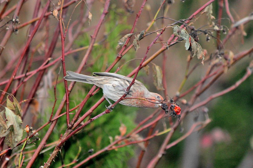 Bird