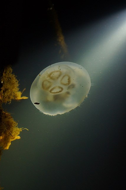 Jellyfish