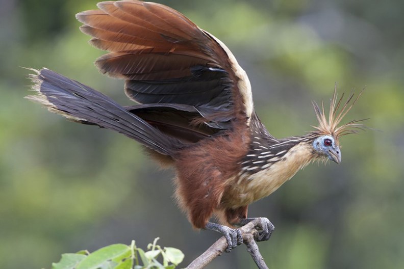 hoatzin