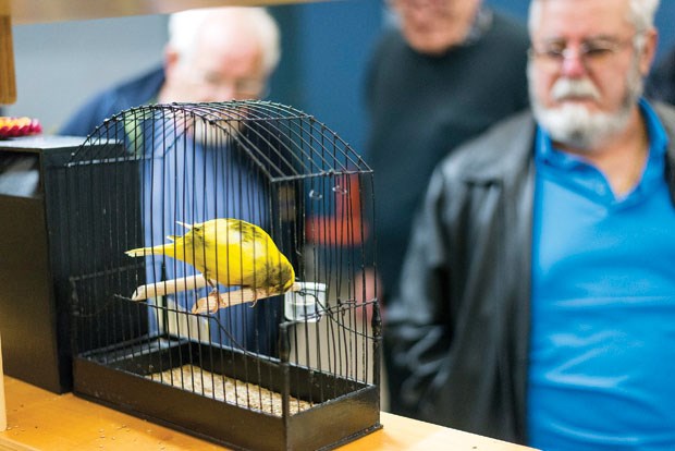 The Vancouver Canary Club held their annual Bird Clubs Classic on Saturday, Nov. 11 at the South Delta Recreation Centre. A collaboration between the Vancouver Canary Club and the Western Canada Budgerigar Association, the competition awarded prizes for best in show for canaries, finches, budgies and parrotlets.