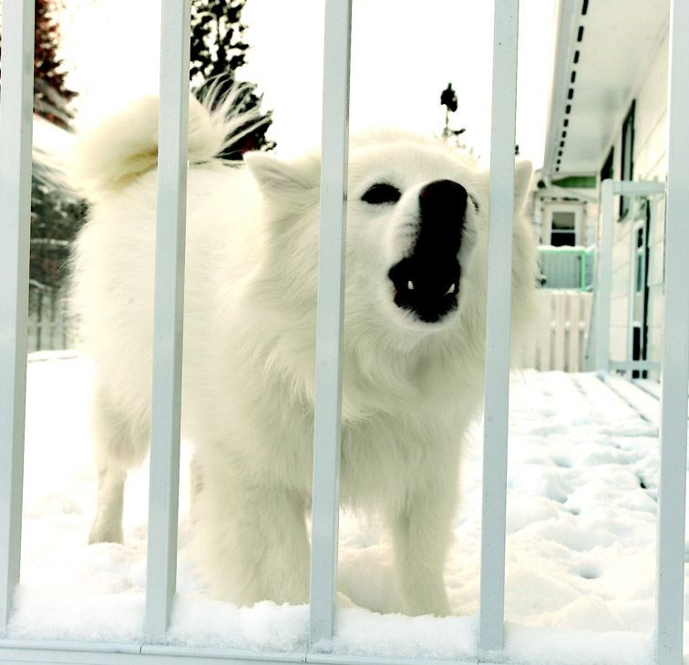 barking-dog-tips.17_1116201.jpg