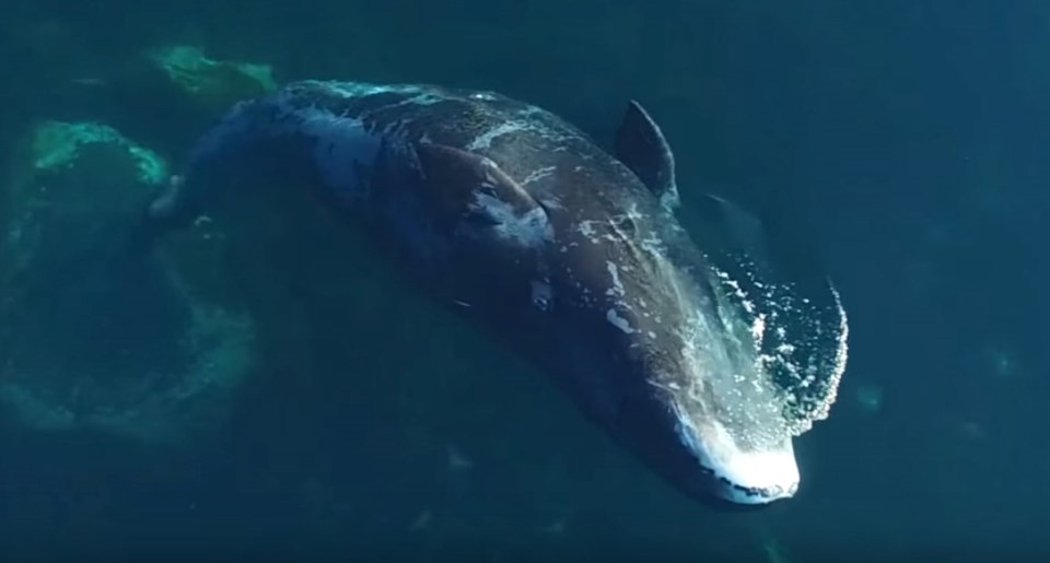 Bowhead whale