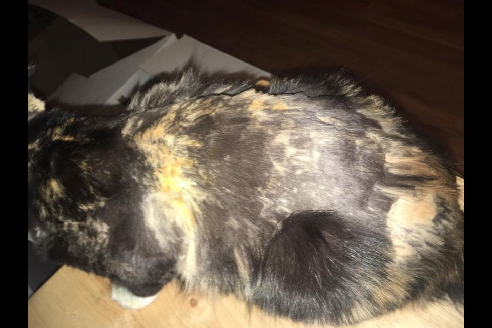 Gigi the cat, after it was shaved. Remaining fur appears to be discoloured, possibly because of bleach.