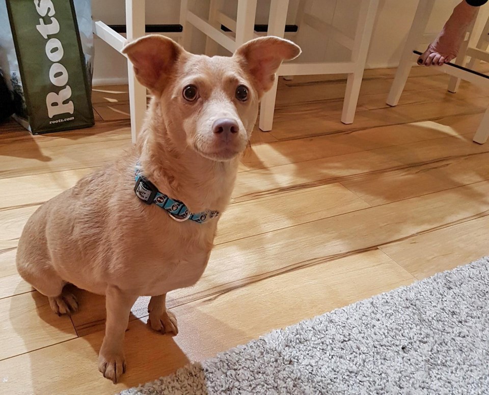 pets 1123