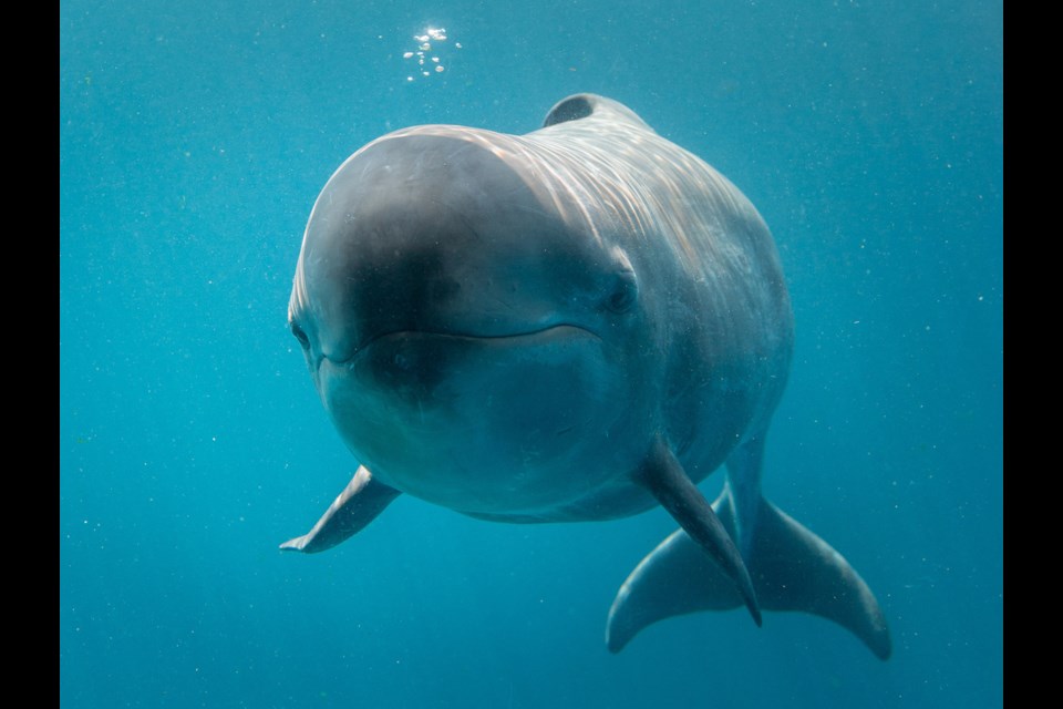 Chester. Photo courtesy Vancouver Aquarium