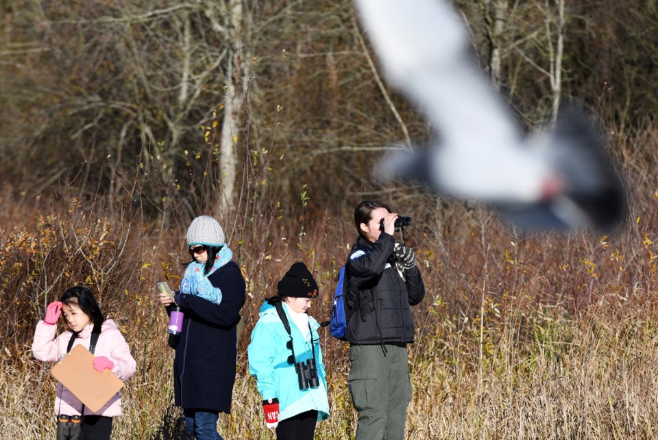Christmas Bird Count