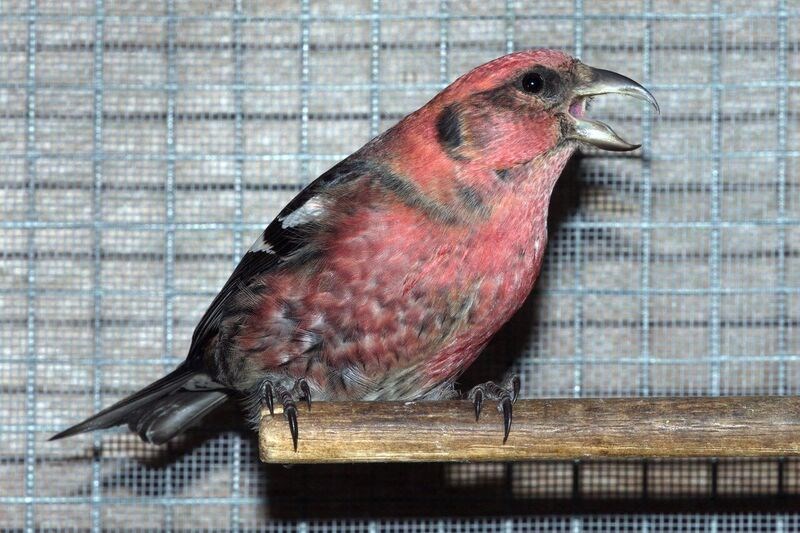 white-winged crossbill