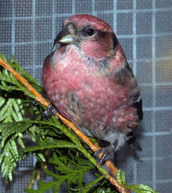 white-winged crossbill