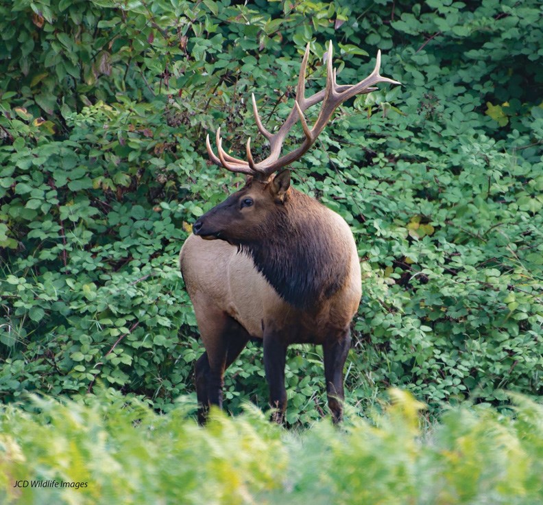 elk