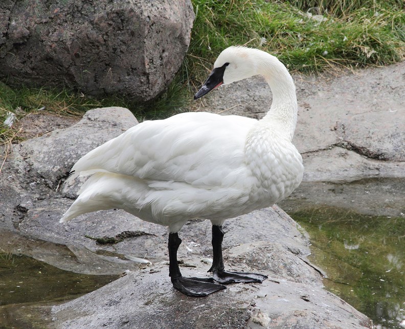 swans