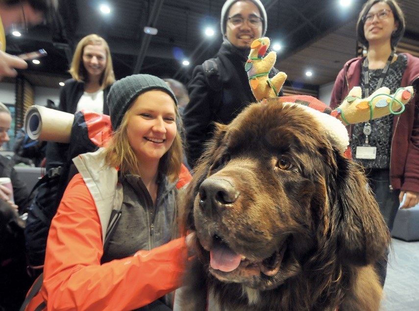 St John Therapy dogs at Cap U