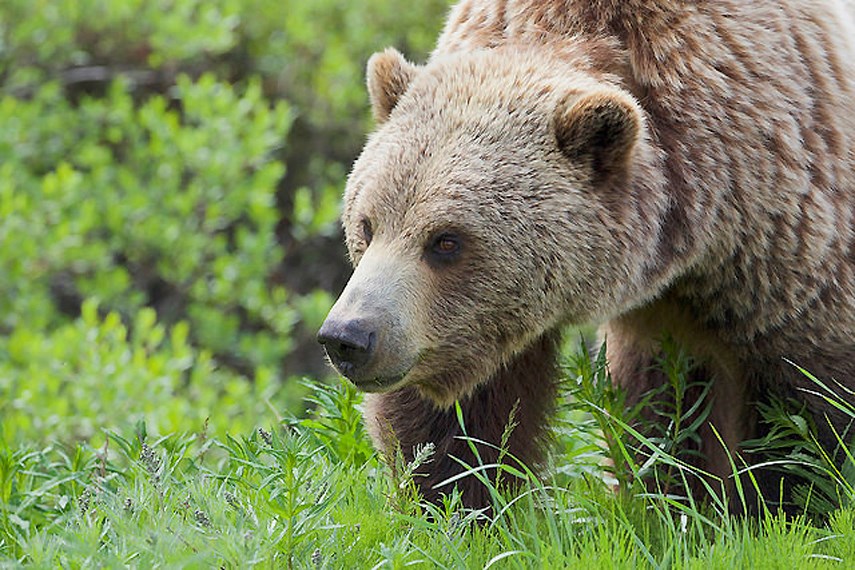 Bear