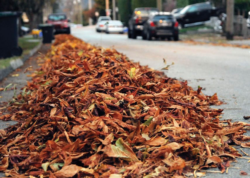 leaves