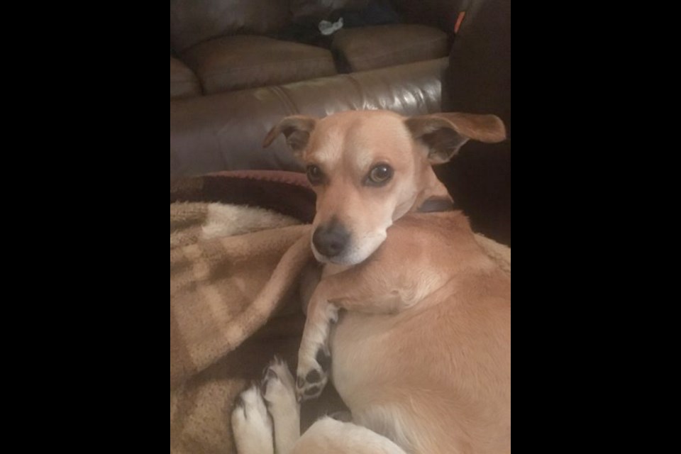 Copper, a seven-year-old male Chihuahua-terrier cross, went missing from the 900 block of Yates Street on Nov. 24, 2017.