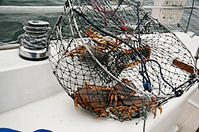 crabs
