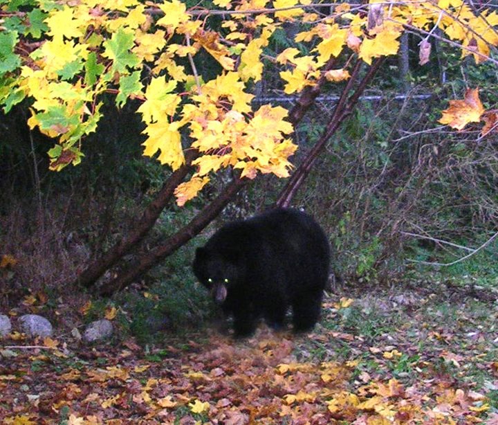 bear