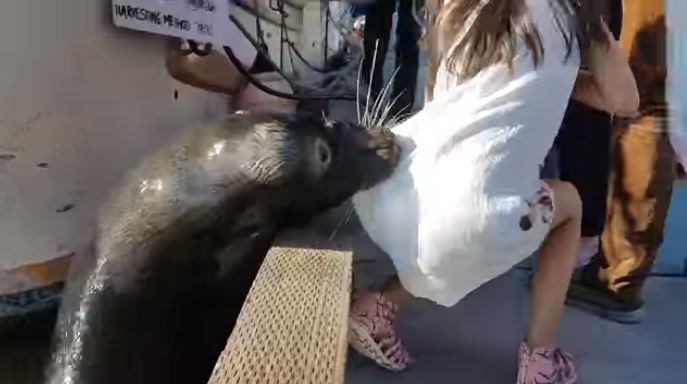 sea lion