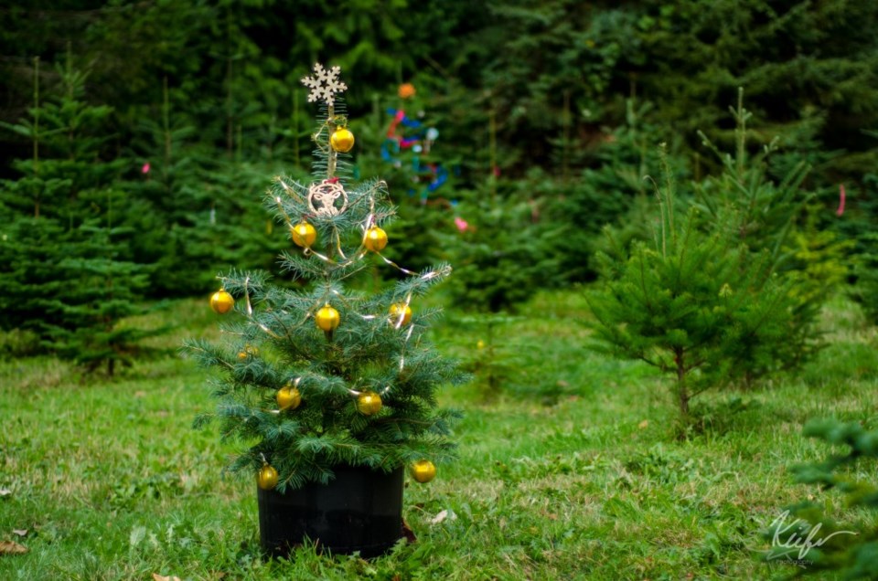 UBC Christmas Tree Farm