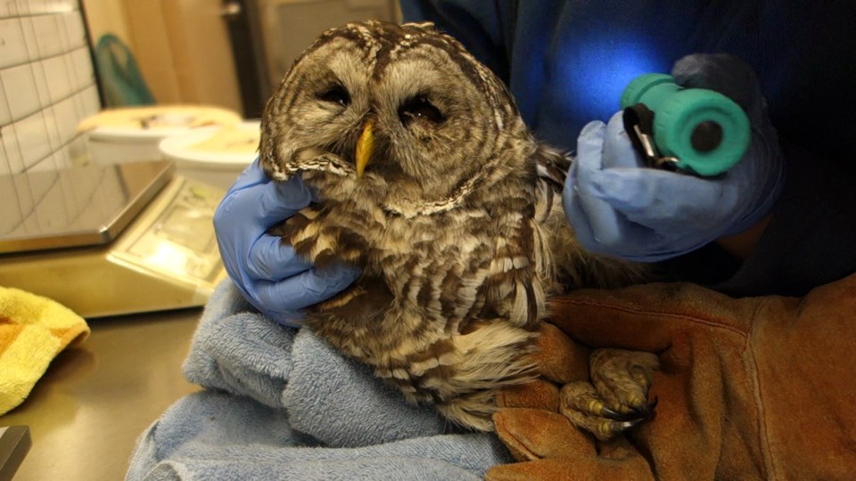 barred owl