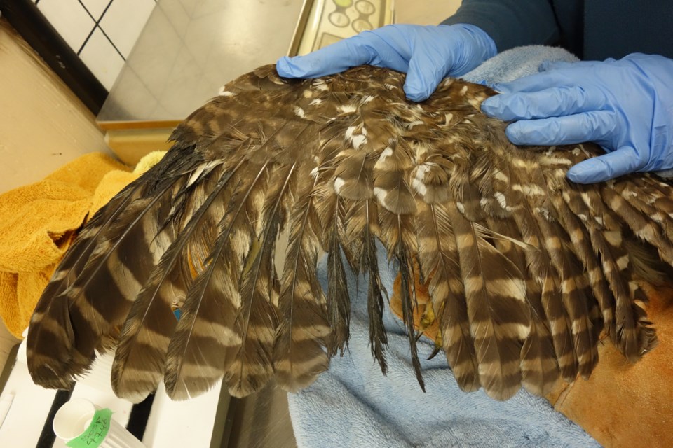 barred owl Photo Courtesy Wildlife Association of B.C.