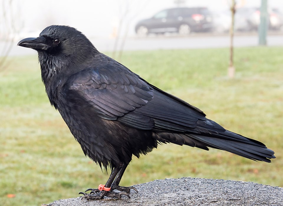 canuck the crow