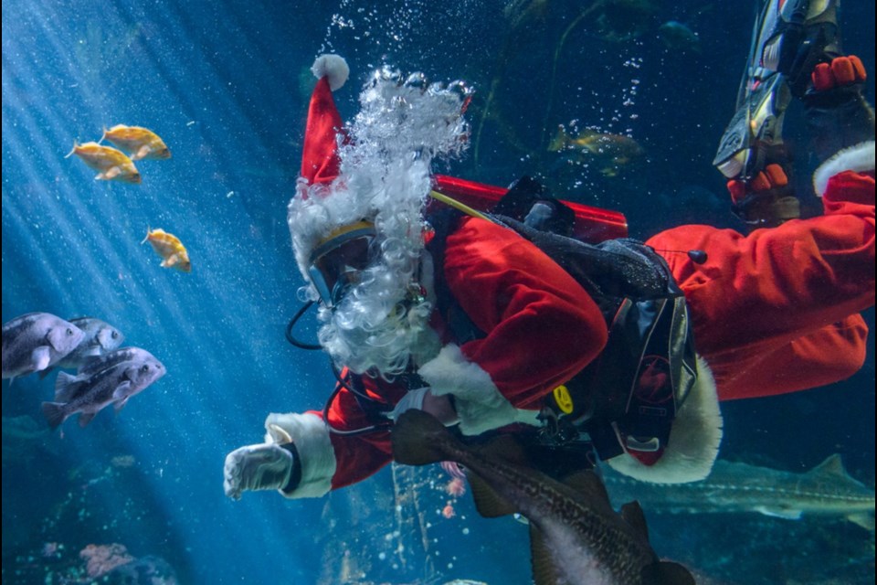 Scuba Claus stopped by YVR today and will be back at the airport again Wednesday, Dec. 20. Image/Twitter Vancouver Aquarium
