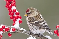 bird count