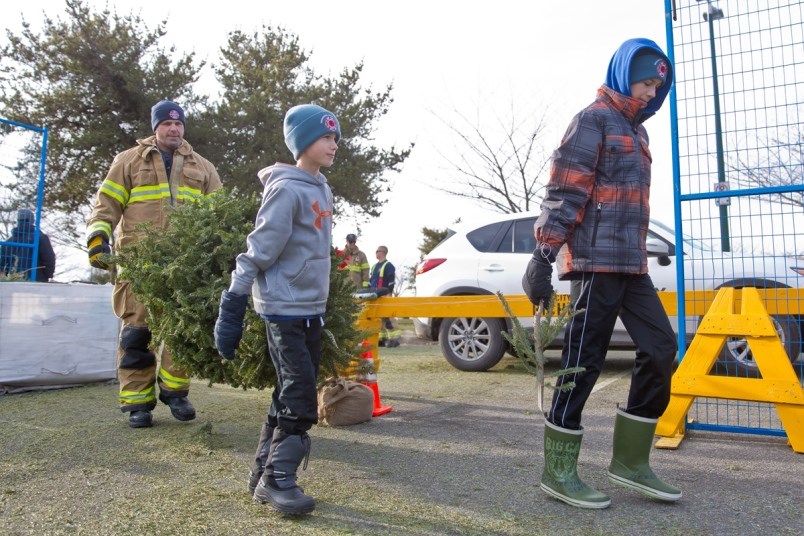 tree chipping