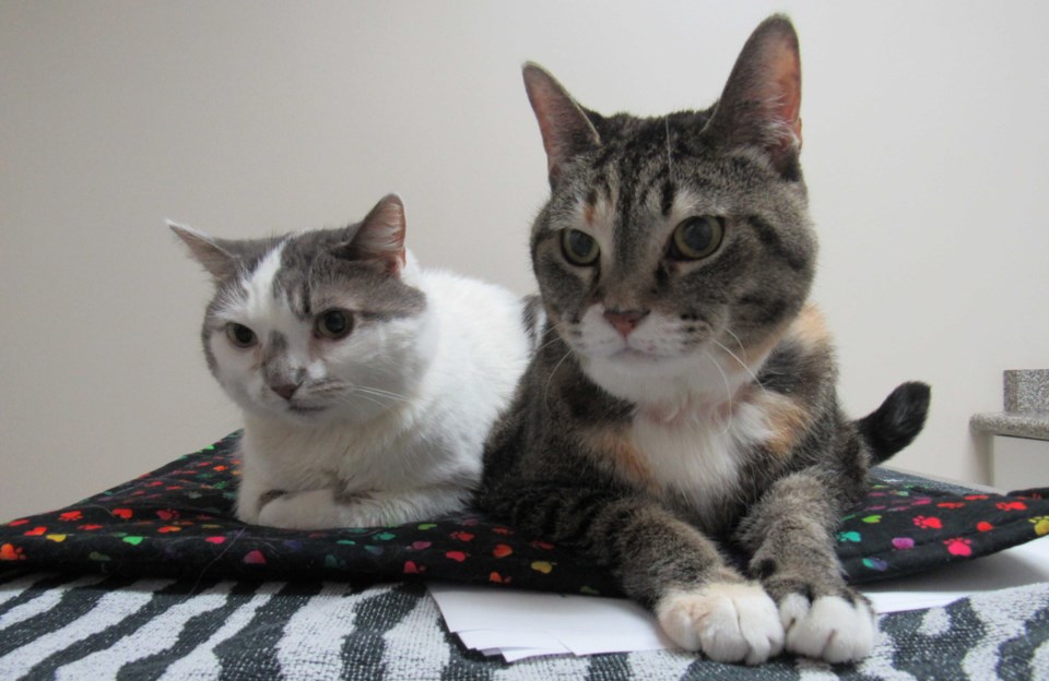 pets 1214