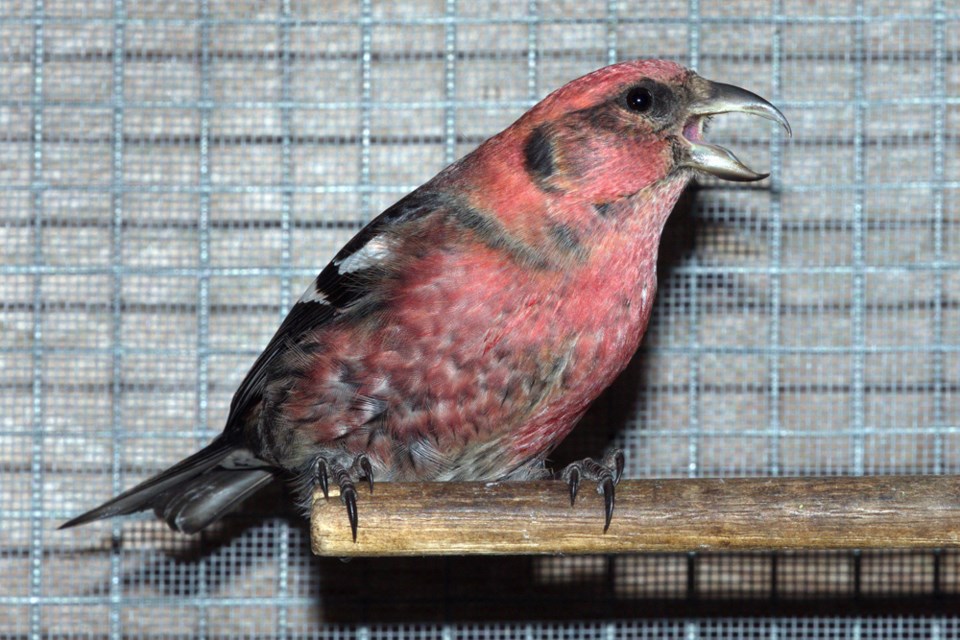 bird