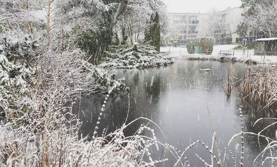 Snowy Steveston