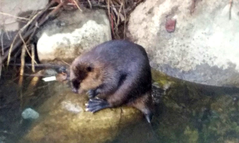 Young beaver