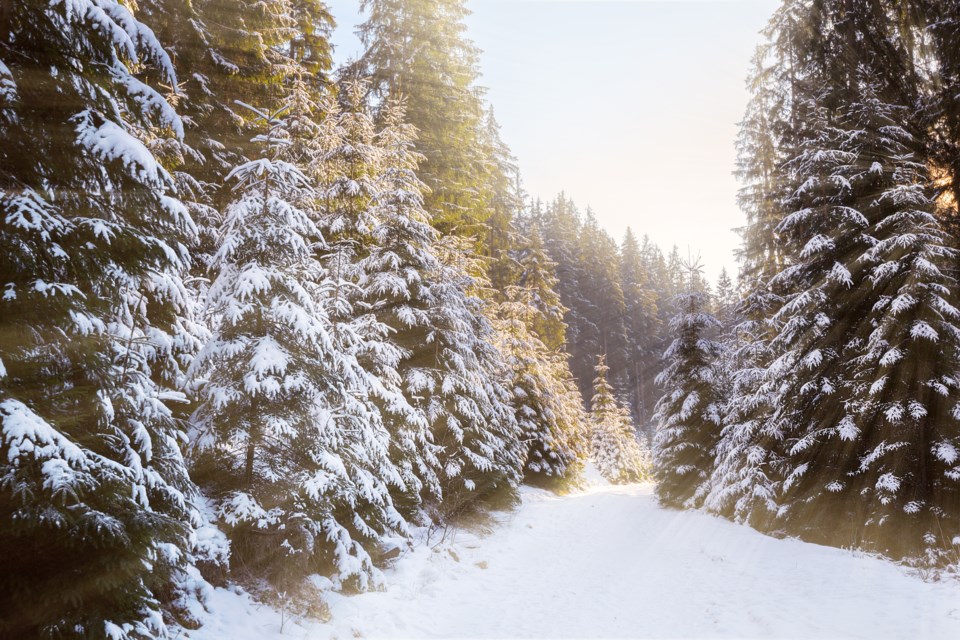 Snow-covered trees