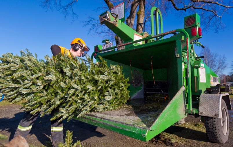 tree chip