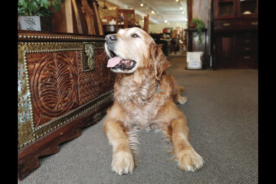 Cody the golden retriever, who sparked a fuss over Victoria&Otilde;s animal-control laws, died in October.