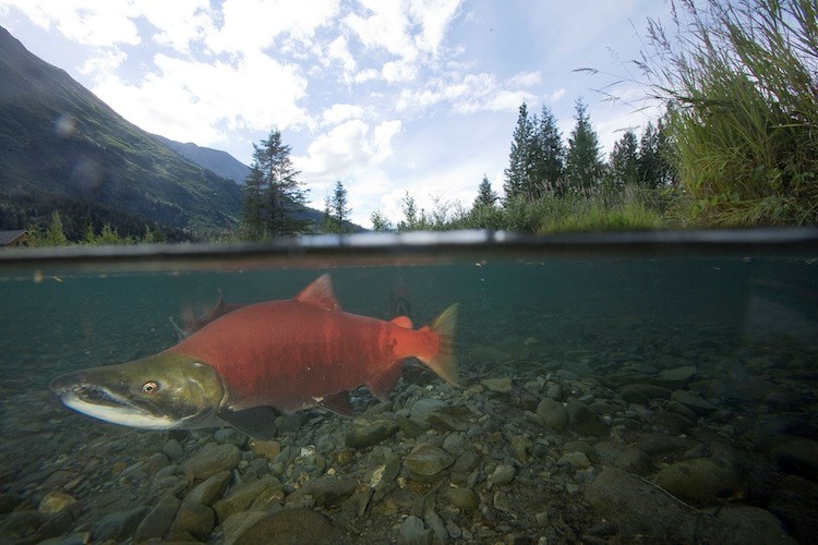 Sockeye Salmon