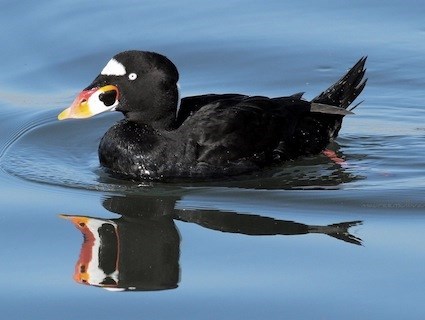 scoter