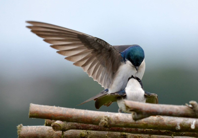 tree swallows mating