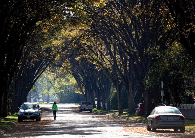 elm trees