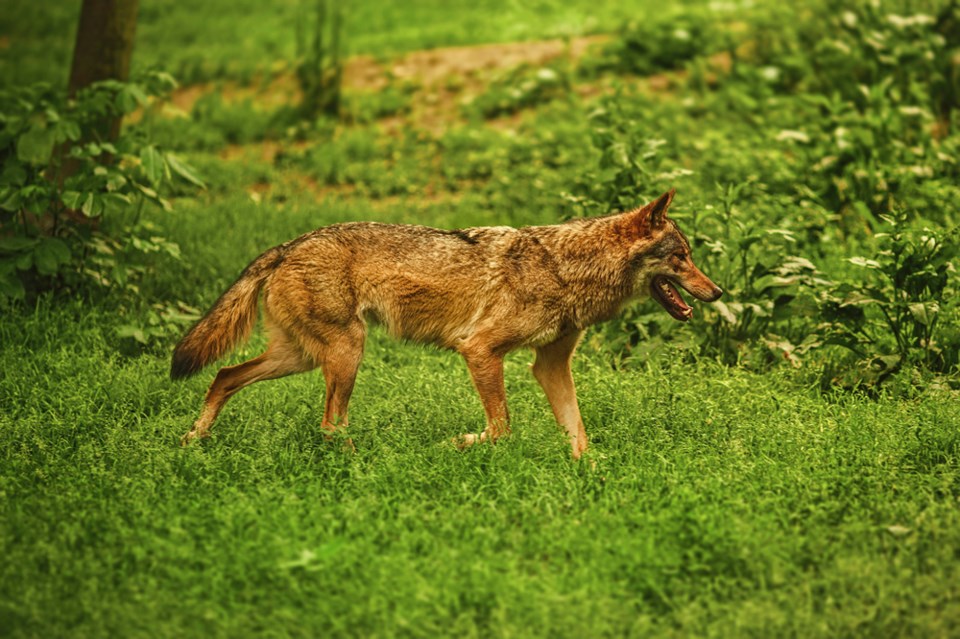 COYOTE