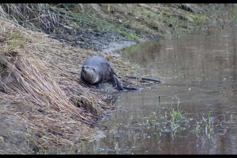 A trio of river-dwelling otters has been found in Garden City Park's pond