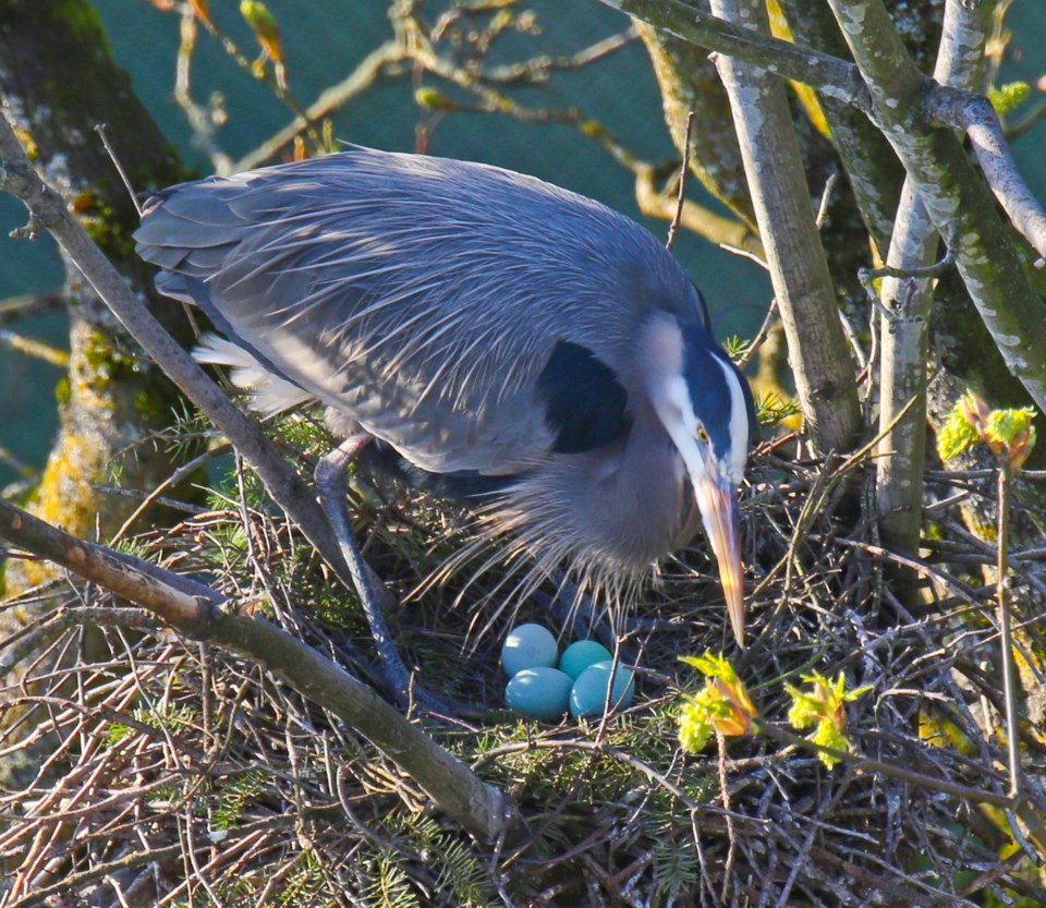 One of the herons nesting in the colony at Stanley Park. The colony currently includes around 120 ne