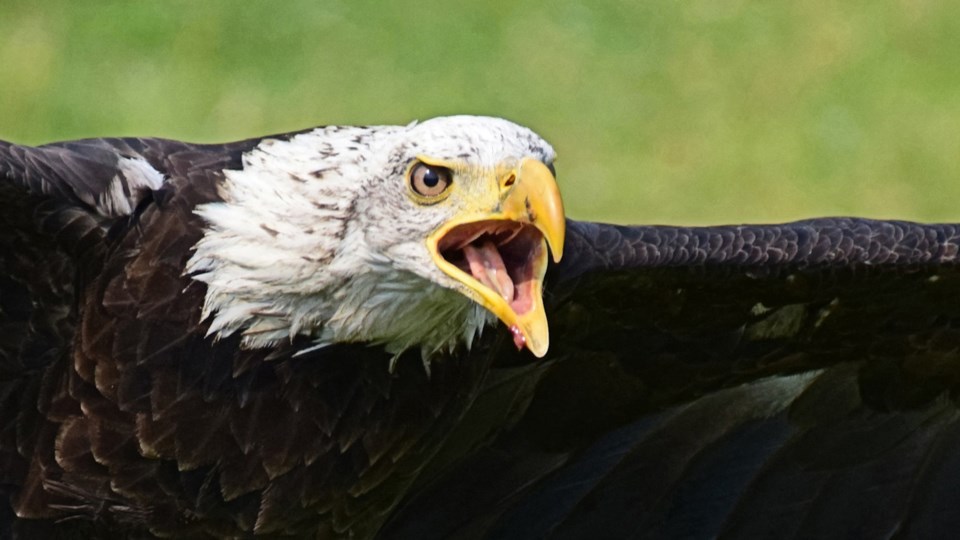 Ted Marchant, Eagle in Flight