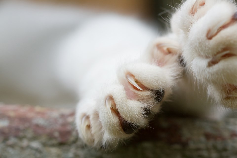 When a cat is declawed, it's comparable to amputating a person's fingers at the last knuckle, says t