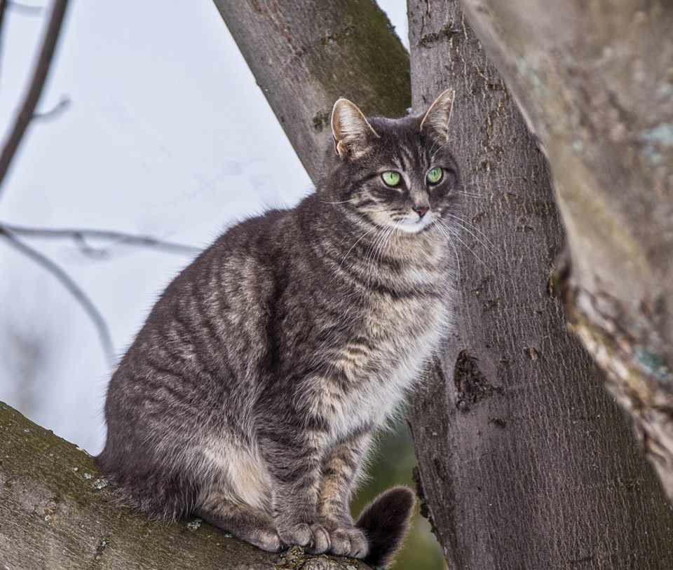 cats