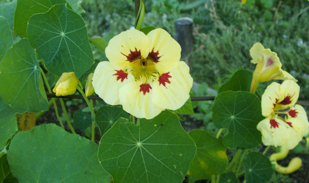 Discover how to grow nasturtiums in Canada for beauty, flavour, and pest control.