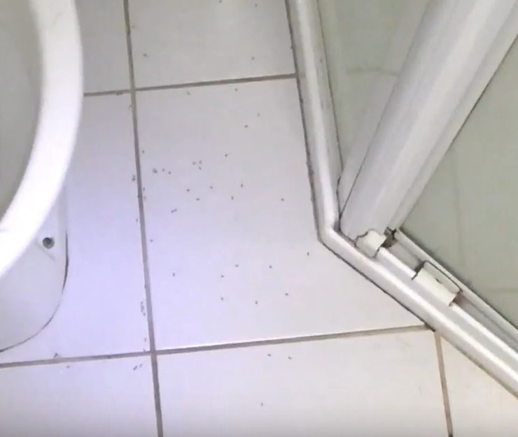 bathroom ants