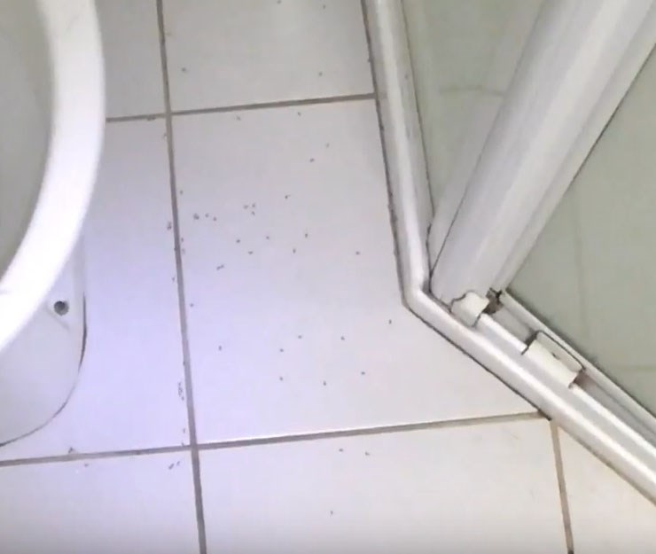 Ants in bathroom discount