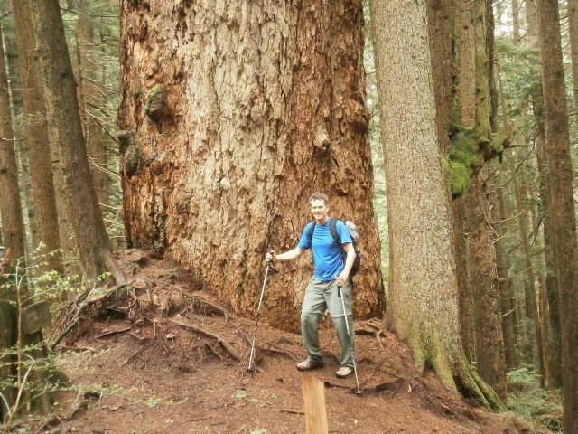 The Hollyburn Fir survived the axe and saw of the early 1900s because local loggers were mostly interested in cedar trees for shingles. It was re-discovered in the mid-1980s when the province was compiling a Big Tree Registry. Photo Mike Hanafin