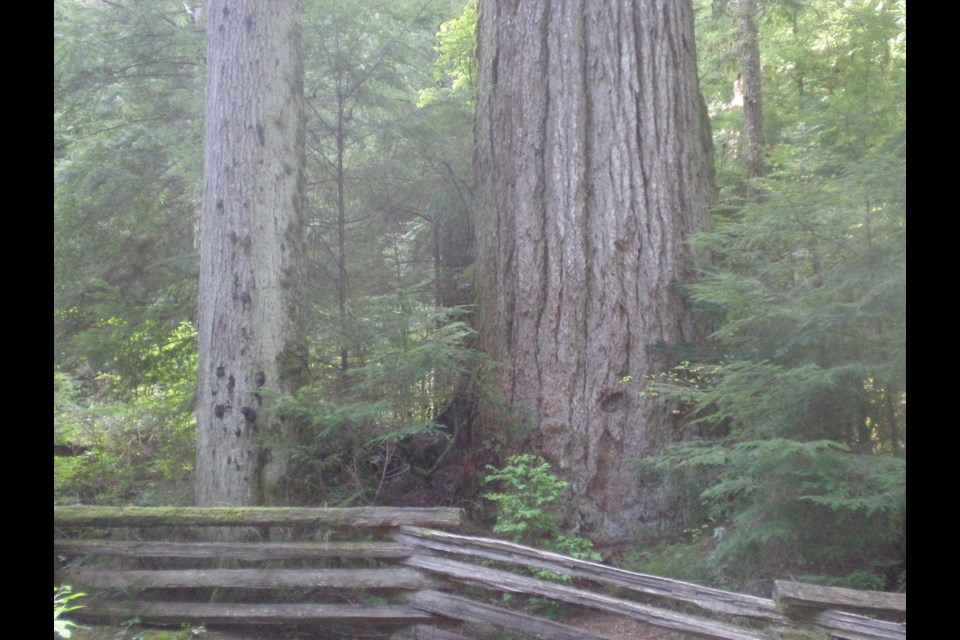 Grandpa Capilano. Photo Mike Hanafin